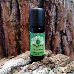 Olejek Galbanum | 100% naturalny olejek eteryczny z żywicy Galbanum