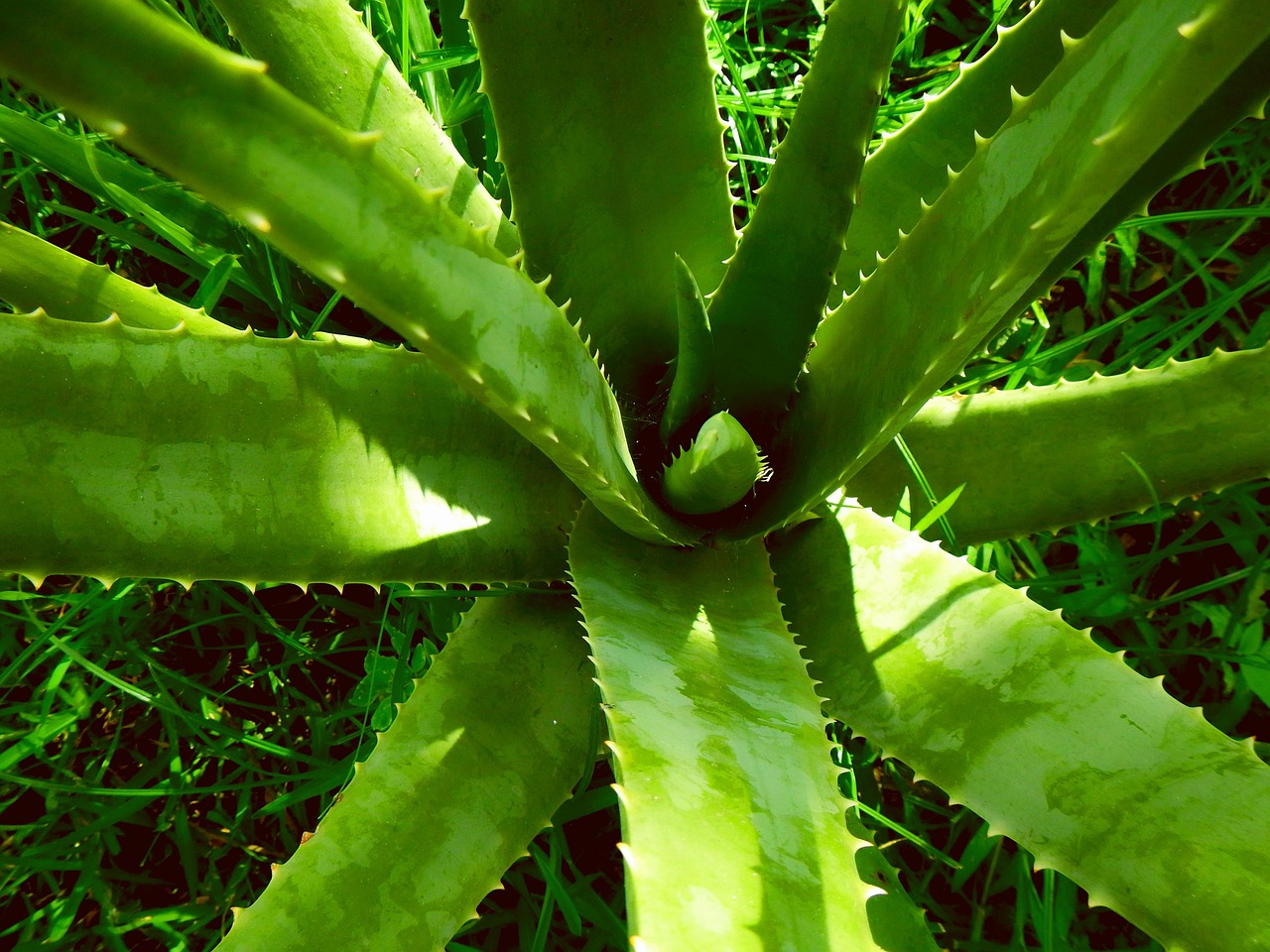 Aloes aloe vera