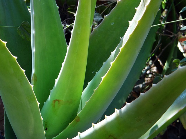 Aloes