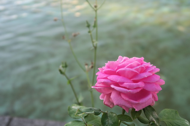 Róża stulistna